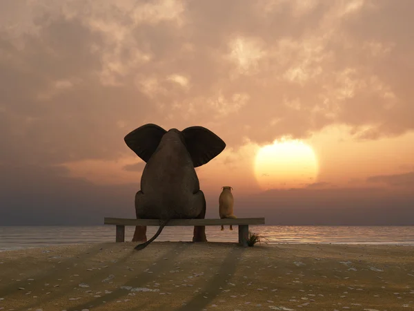 Yaz sahilde oturup, fil ve köpek — Stok fotoğraf