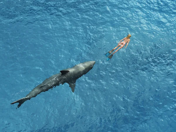 Subacqueo squalo persegue — Foto Stock