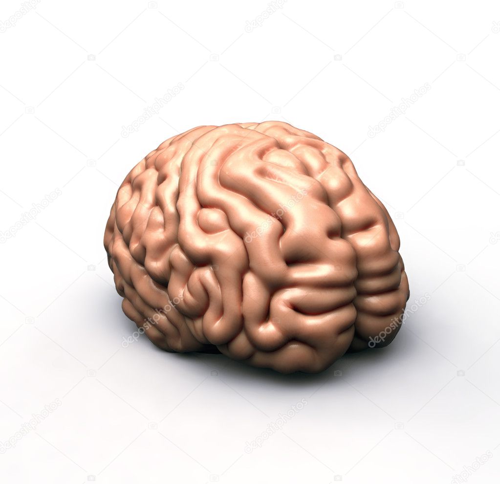 Human brain on white
