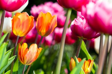 Many coloured tulips v2 clipart