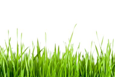 Green grass copy space clipart