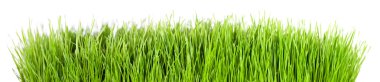 Grass panorama clipart