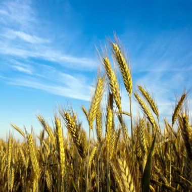 Grain in front of sky clipart