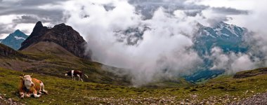 Alp panorama önünde inek