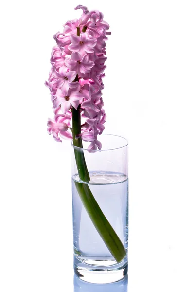 Hyacint ve skle — Stock fotografie