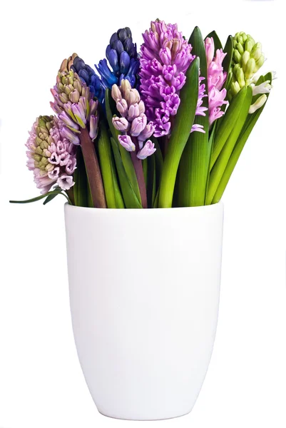 Jacintos florecientes en un jarrón — Foto de Stock