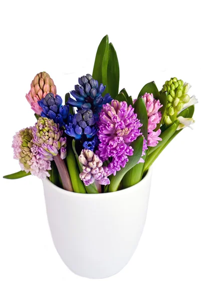 Hyacinthes dressées dans un vase — Photo