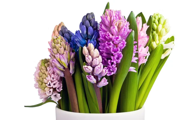 Hyacinths in vase across — Stock Photo, Image