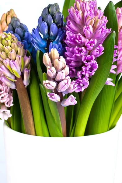 Blooming hyacinths in a vase — Stock Photo, Image