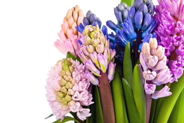 Empresa floreciente tiene muchos jacintos Copiar espacio —  Fotos de Stock