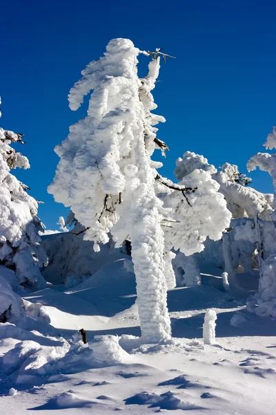 Buz gibi ağaç — Stok fotoğraf