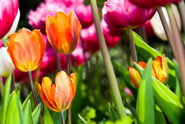 Muchos tulipanes coloreados v4 — Foto de Stock
