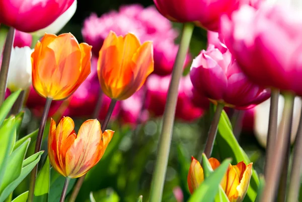 Viele farbige Tulpen v2 — Stockfoto