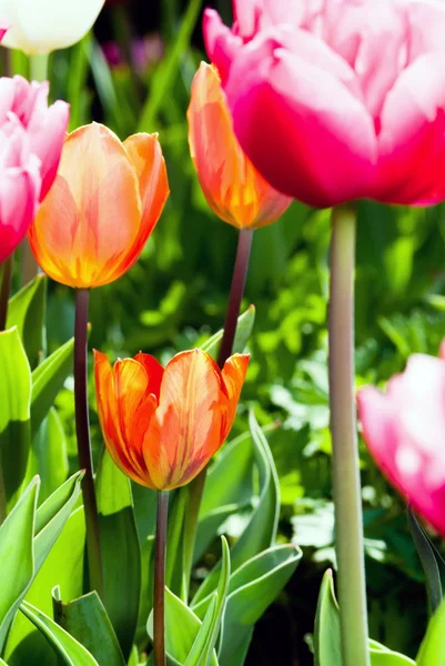 Viele farbige Tulpen v1 — Stockfoto