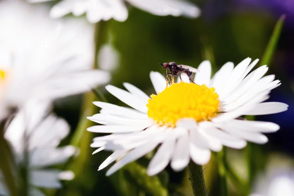 stock image Fly on a daisy