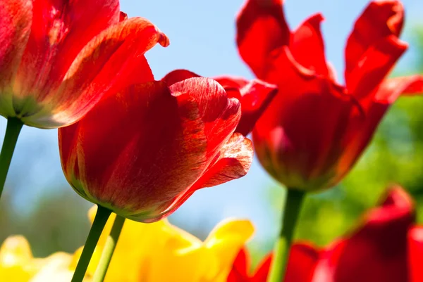 Many red tulips — Stock Photo, Image