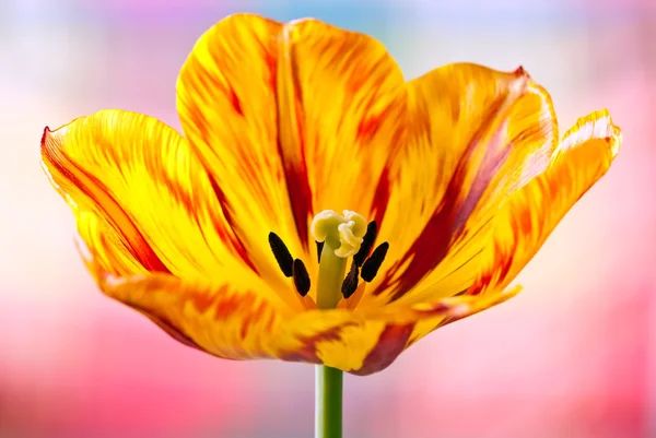 Flor de tulipán completamente — Foto de Stock