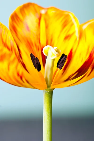 Flor de tulipán en el extremo V2 — Foto de Stock