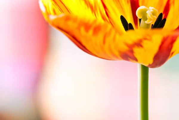 Paisagem da flor da tulipa V1 — Fotografia de Stock