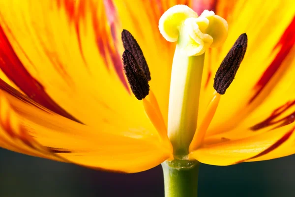 Tulipán flor paisaje V3 — Foto de Stock