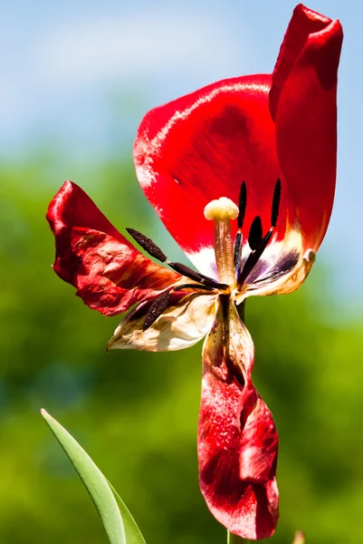 Zvadlá červený Tulipán — Stock fotografie