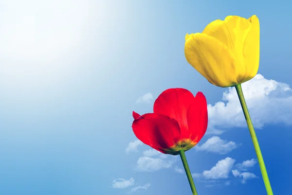 Two tulips in front of the sky — Stock Photo, Image