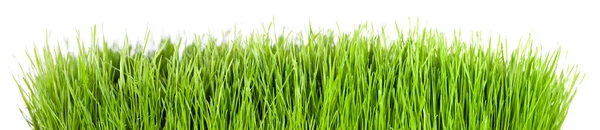 Grass panorama — Stock Photo, Image