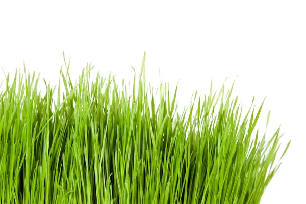 Vihreä ruoho kopioi tilaa sivussa — kuvapankkivalokuva