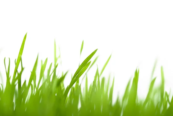 Vihreä ruoho hämärtynyt — kuvapankkivalokuva