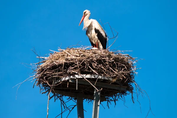 stock image Stork in the nest