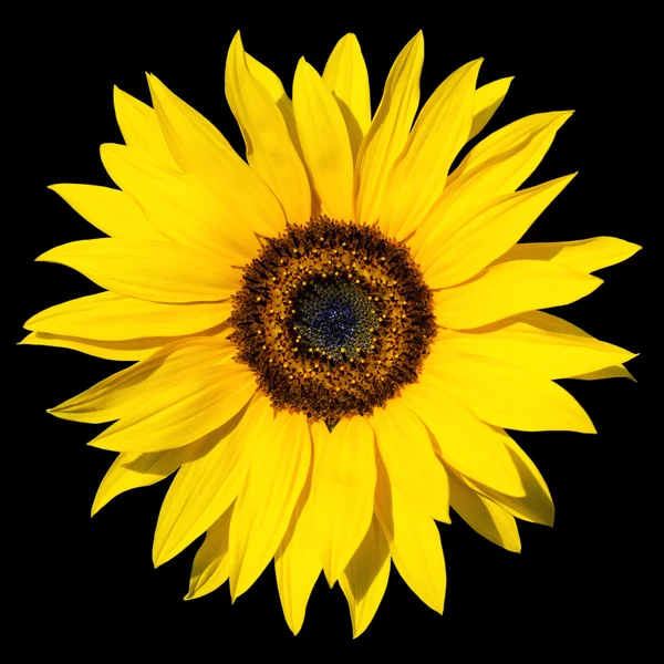 stock image Sunflower isolated