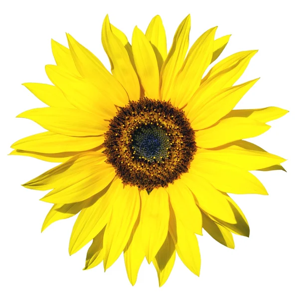 stock image Sunflower isolated