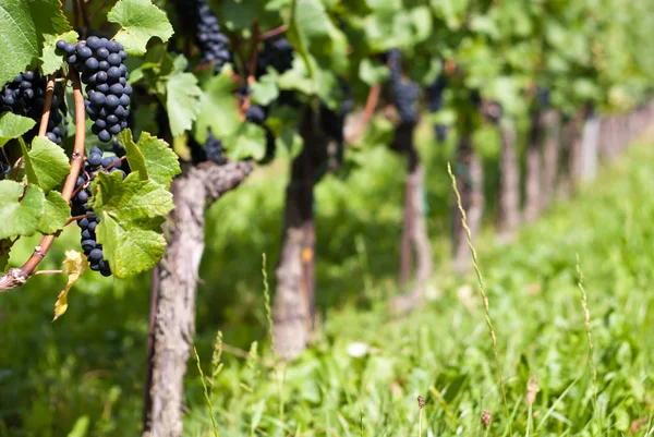 stock image Grape vine