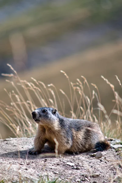 stock image Groundhog