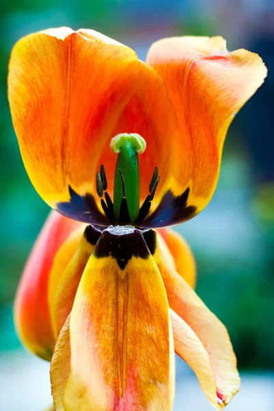 Тюльпан открыт — стоковое фото
