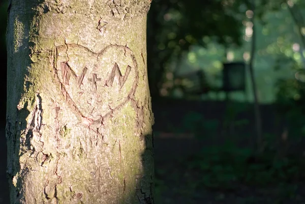 Herz auf einem Baum — Stockfoto