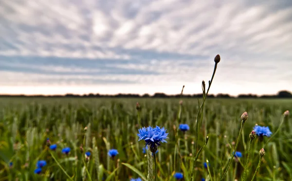 Cornflower gökyüzü ile — Stok fotoğraf