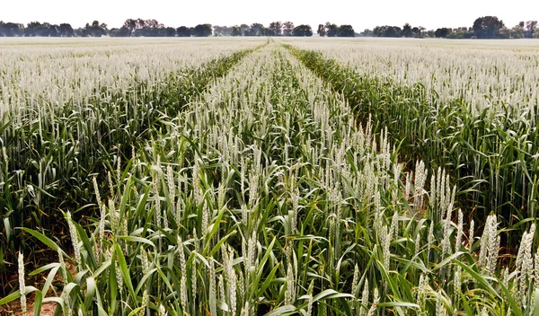 stock image Cornfield