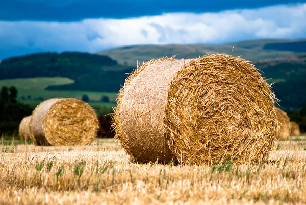 stock image Bales of hay on meadow against the sky V1