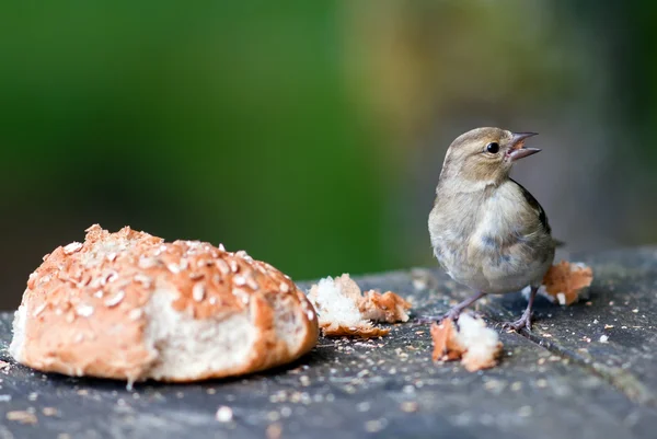 Pták s chlebovou rolku — Stock fotografie