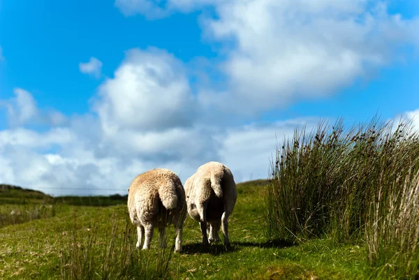 Two sheep from behind — Stock Photo, Image