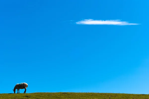 Овцы на траве против голубого неба V2 — стоковое фото
