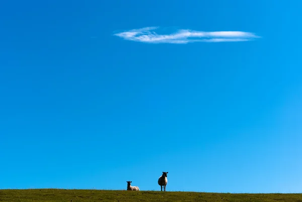 stock image Sheep on grass against a blue sky V3