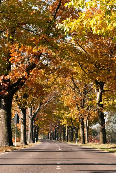 stock image Avenue of trees on edge