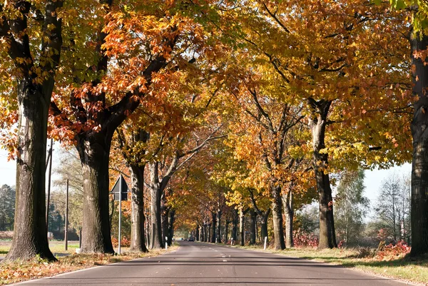 Stock image Avenue of trees across