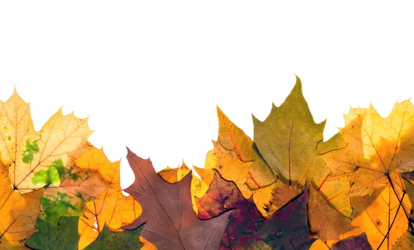 Färgglada hösten lämnar — Stockfoto