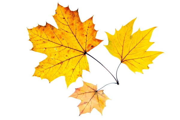 Tre foglie d'autunno — Foto Stock