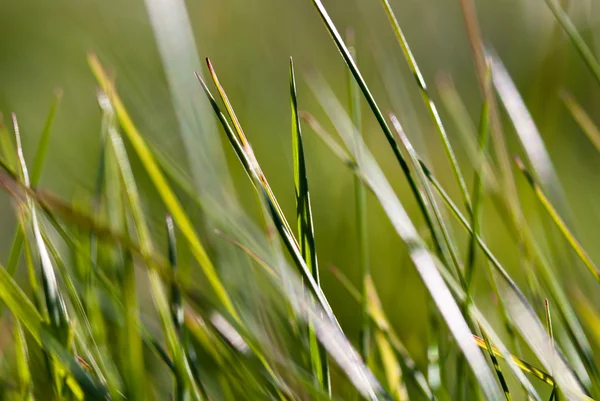 Трава V1 макросу — стокове фото