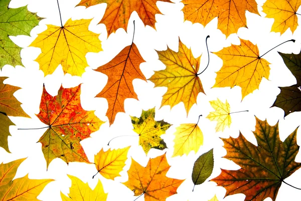 Sok őszi levelek — Stock Fotó