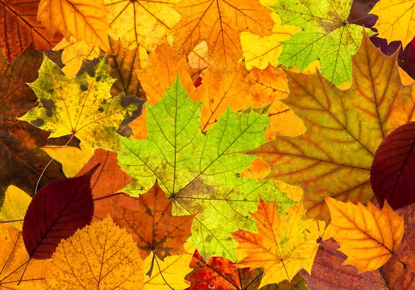 Un sacco di colorato autunno foglie sfondo — Foto Stock